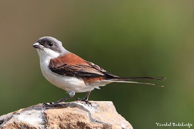 Cendet - Burmese Shrike (Lanius collurioides collurioides)